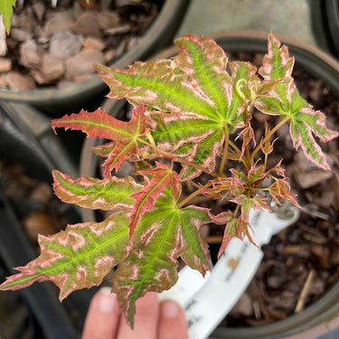Acer palmatum 'Yama nishiki' Variegated Japanese Maple - Maple Ridge Nursery